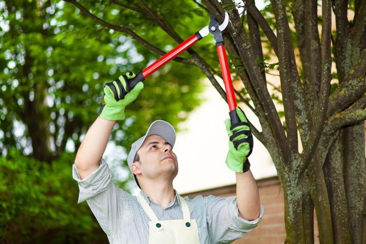 tree-pruning tree-pruning